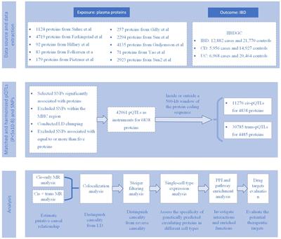 Evaluating the causal effect of circulating proteome on the risk of inflammatory bowel disease-related traits using Mendelian randomization